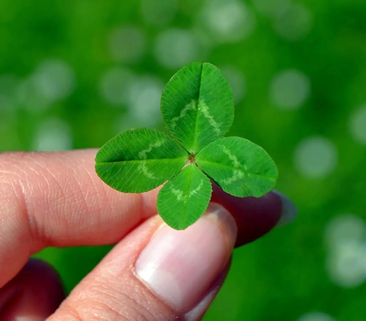 person-holding-four-leaf-clover