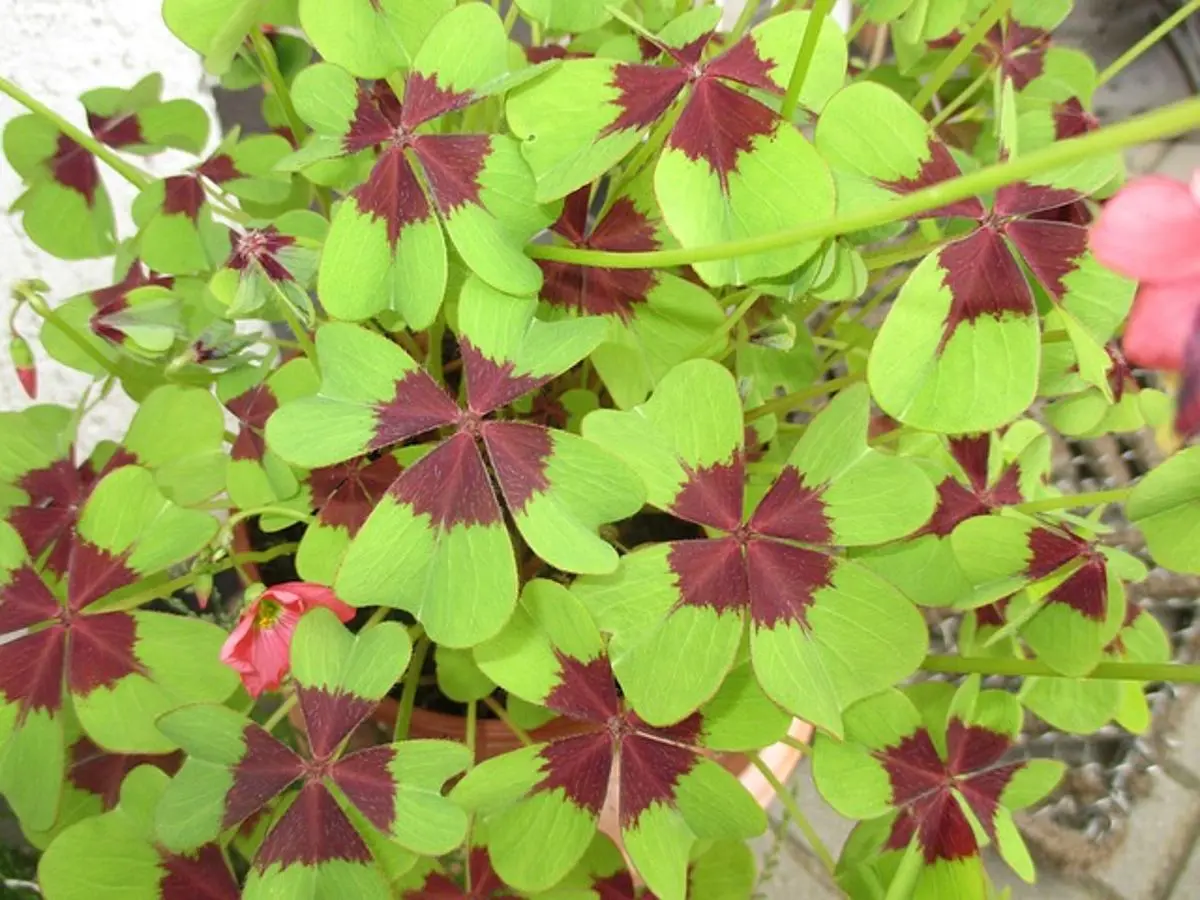 four-leaf-clovers-symbolizing-luck-and-happiness