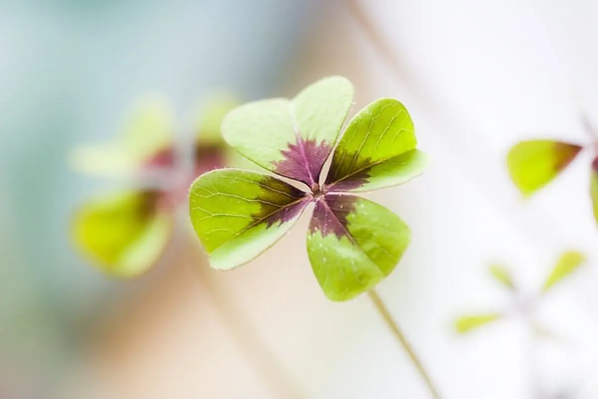 four-leaf-clover