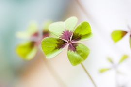 four-leaf-clover