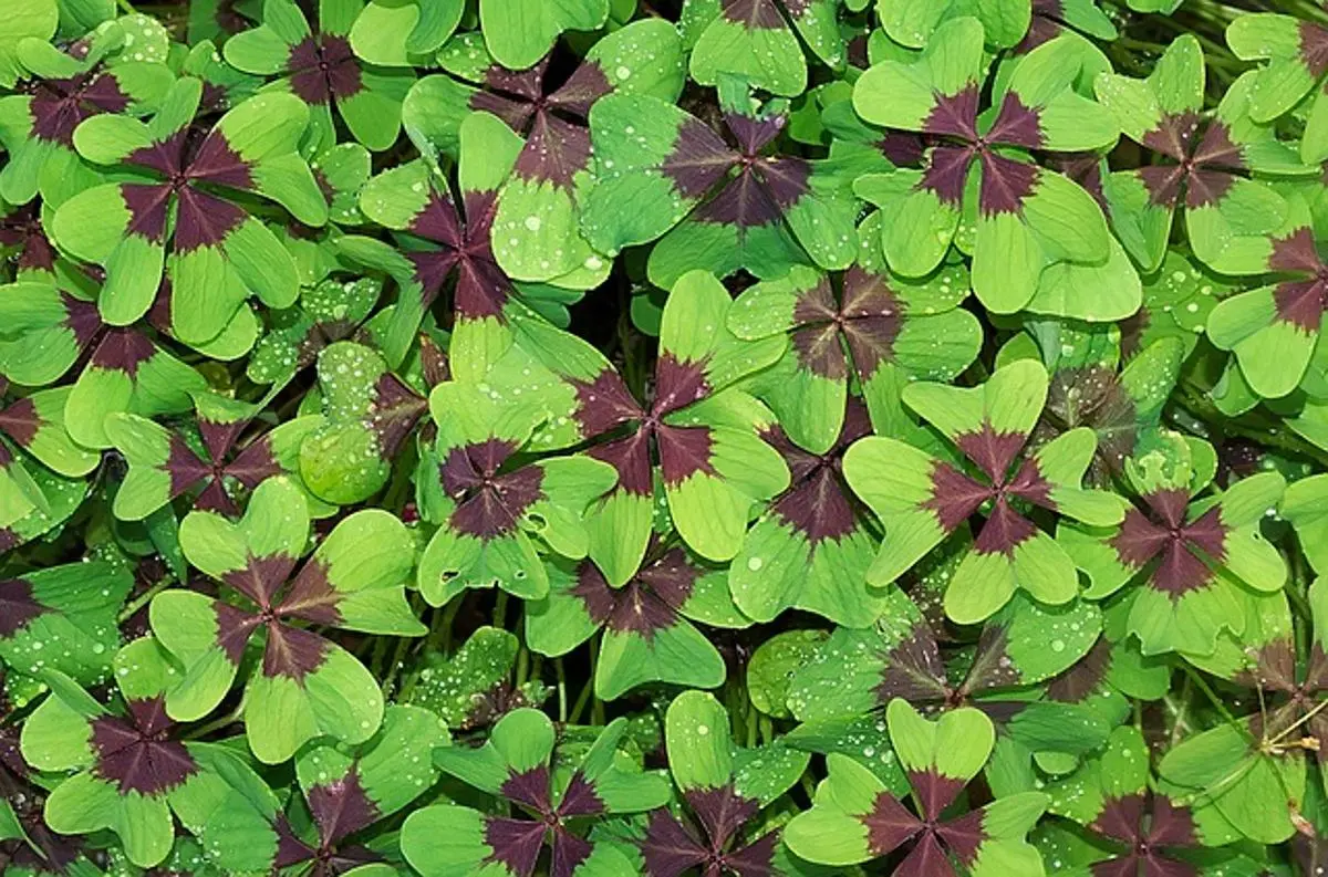 four-leaf-clovers