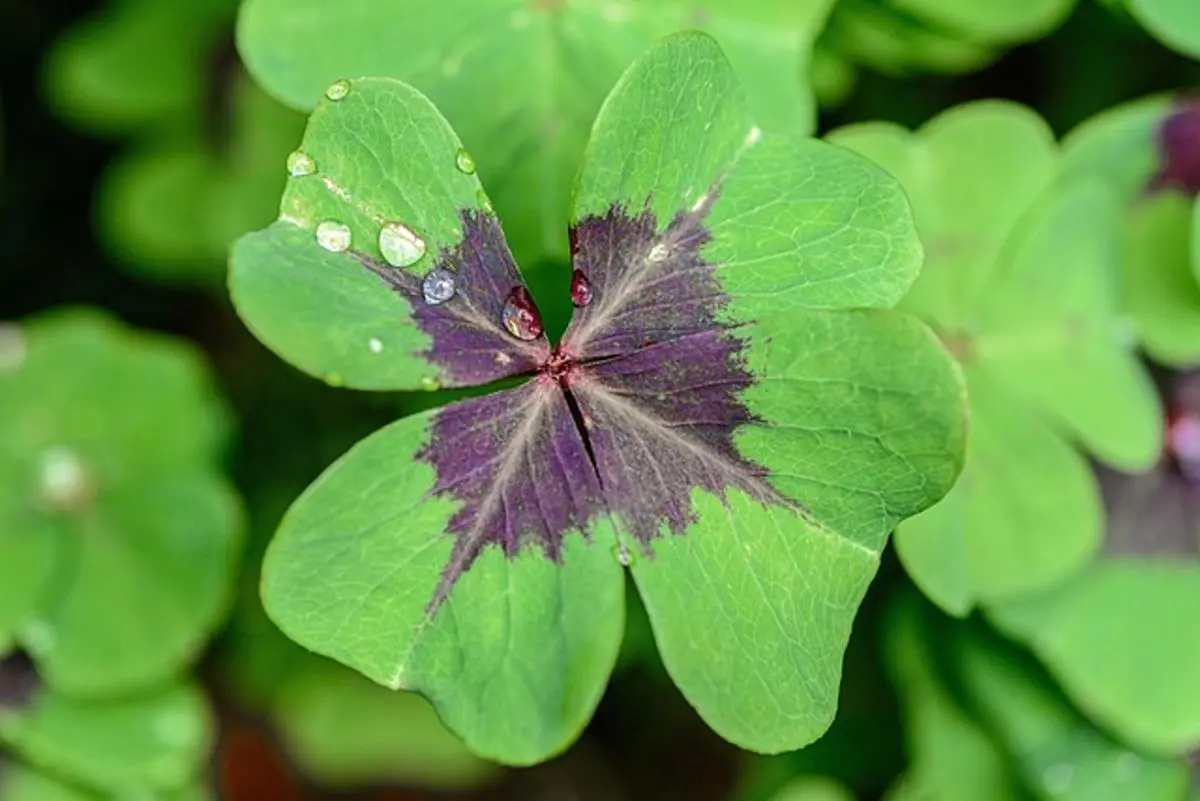 four-leaf-clover-close-up