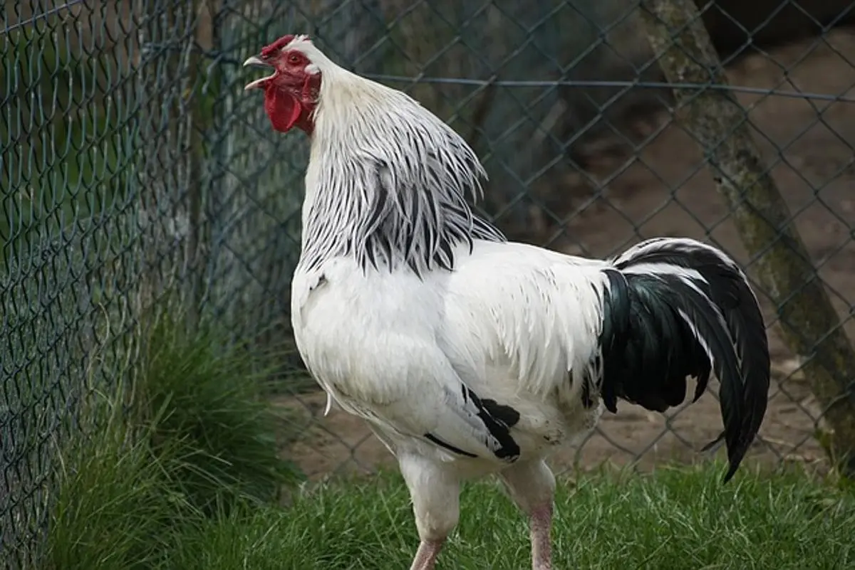 a-black-and-white-rooster