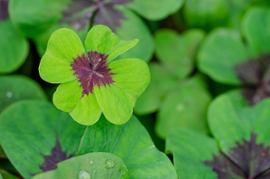 four-leaf-clover