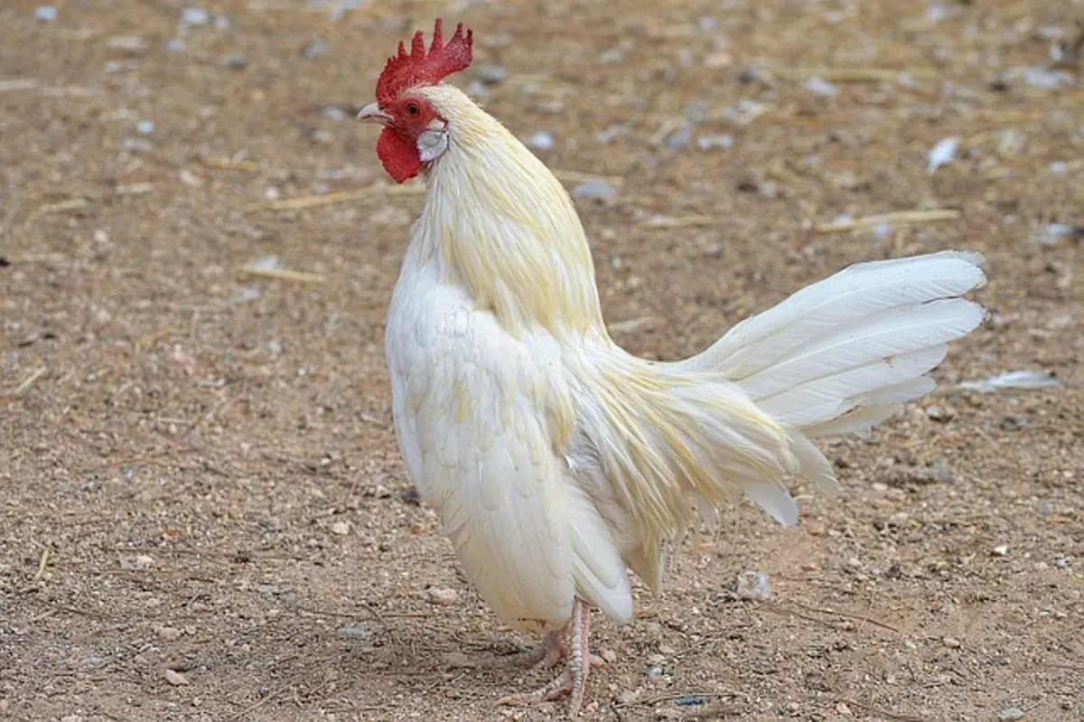 bird-white-cock