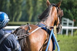 jockey-and-horse