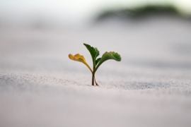 Growth story