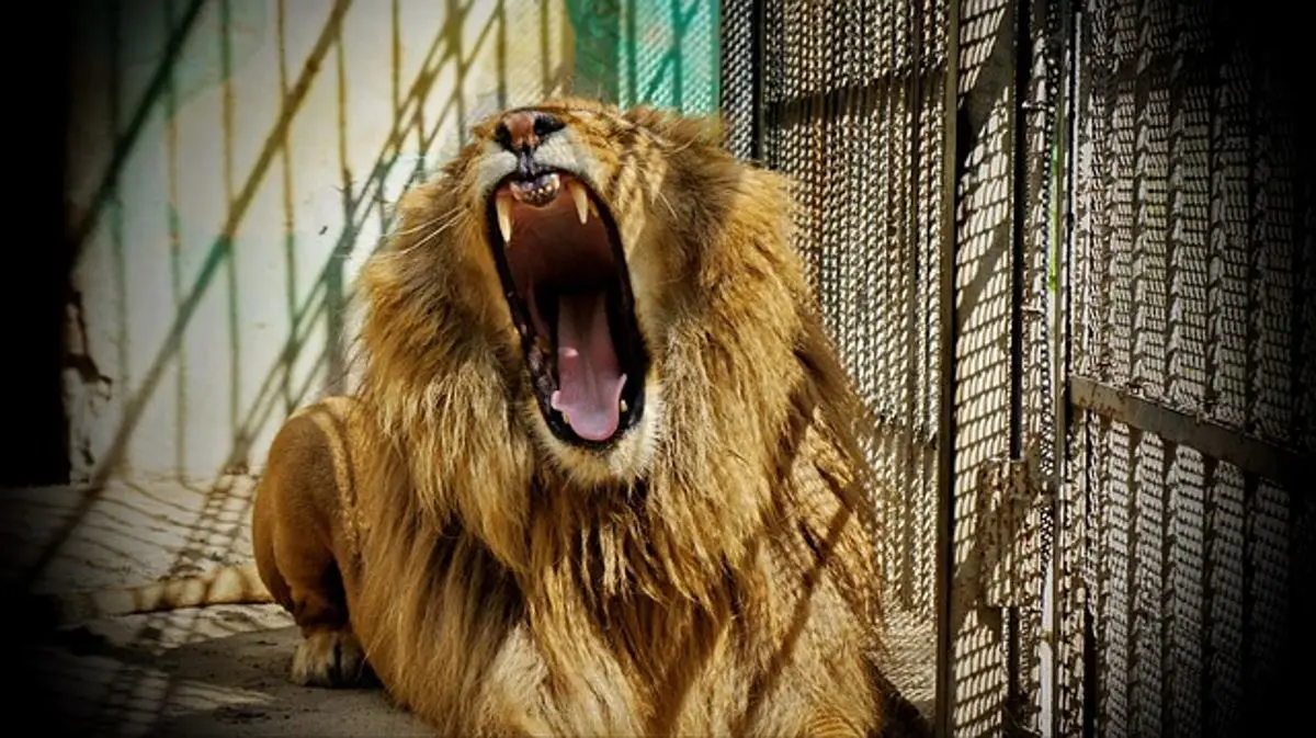 lion-in-cage
