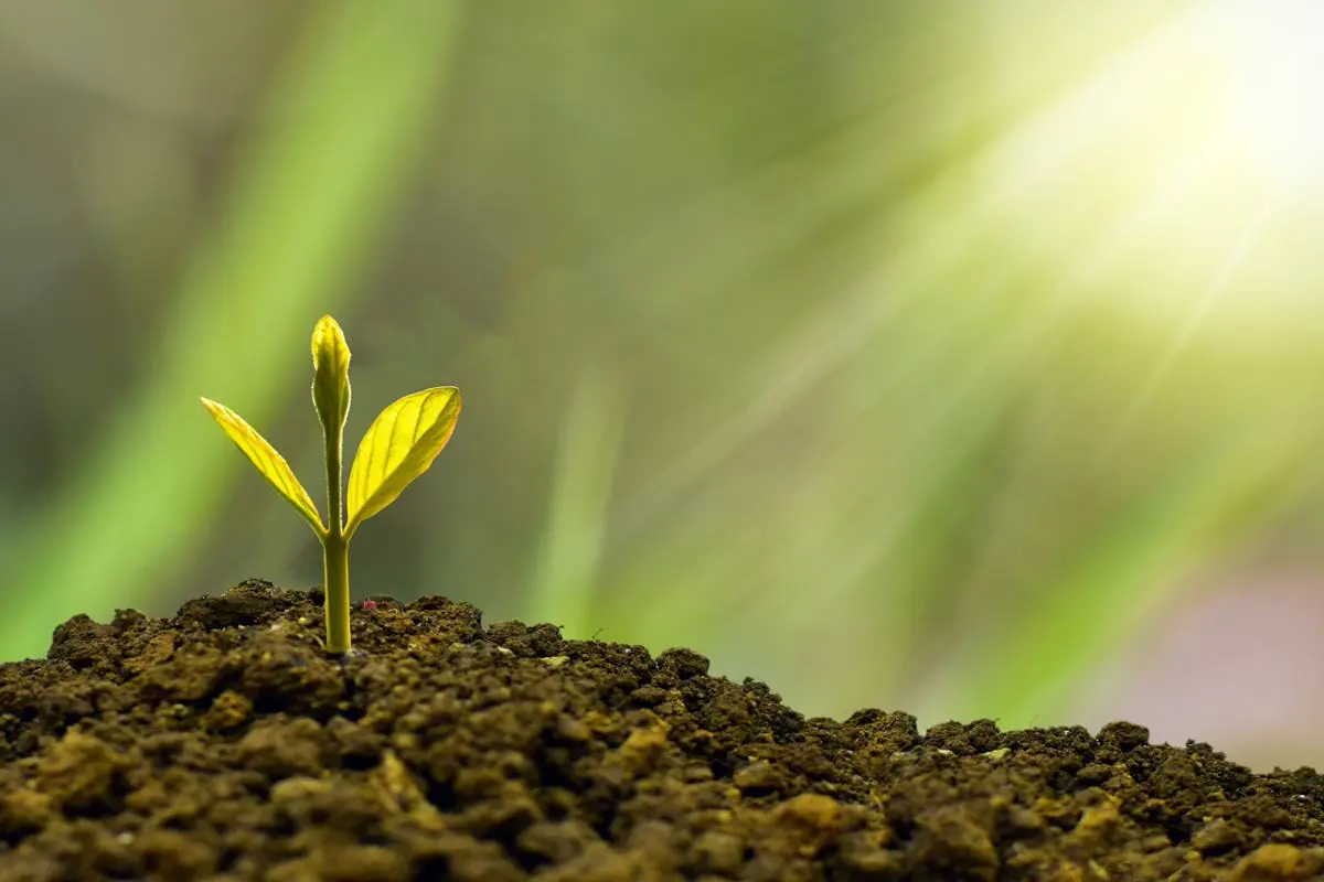 green-leaf-sustainability-concept
