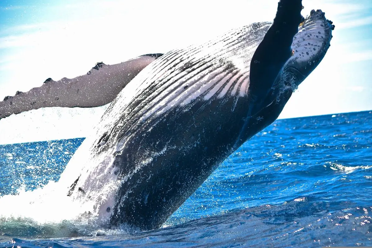 whale-animal-at-sea