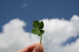 Clover