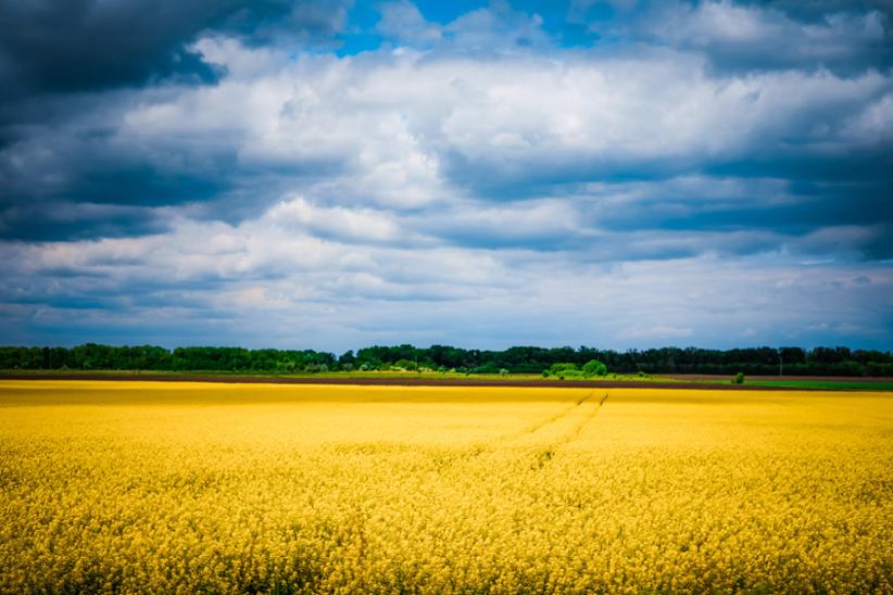 blue-and-yellow-fields-and-skies-symbol-of-ukraine