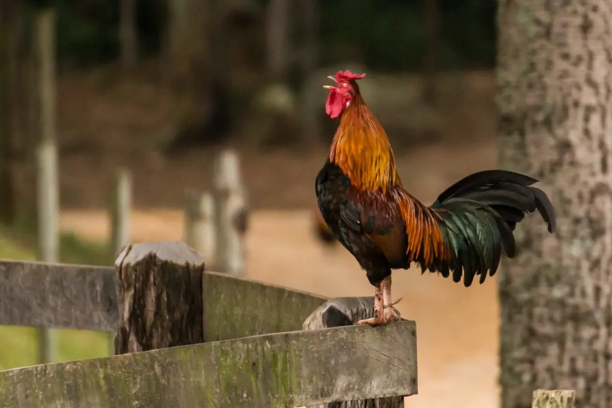 A cockrel doing its thing perched on a wooden fence.