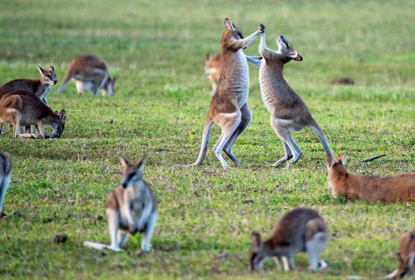 Kangoroos fighting in Australia
