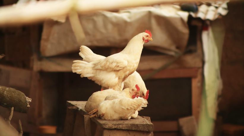 Chickens sitting on top of each other.