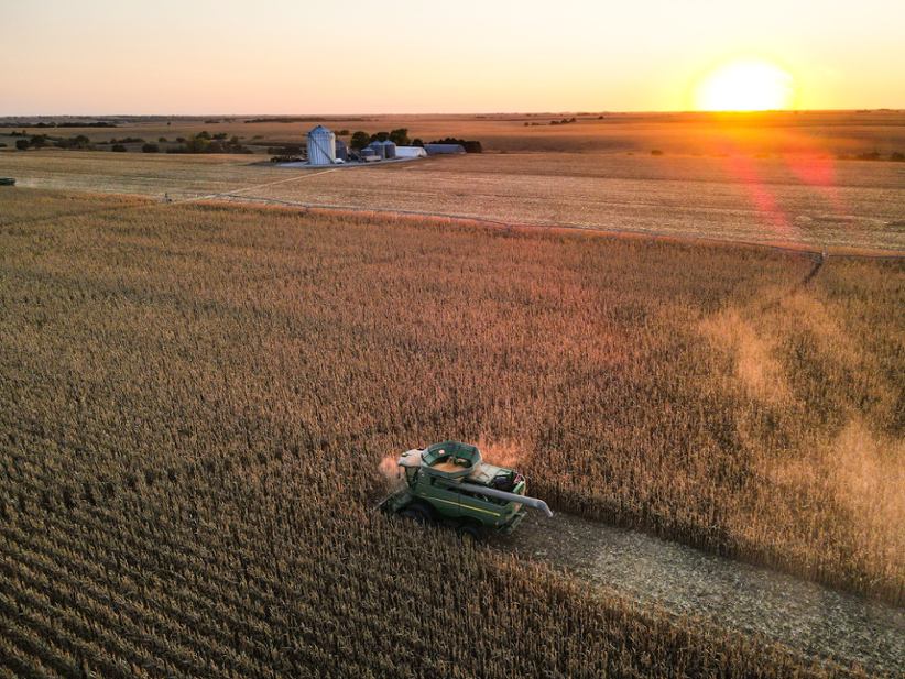 An agricultural machine in a field of wheat or corn.