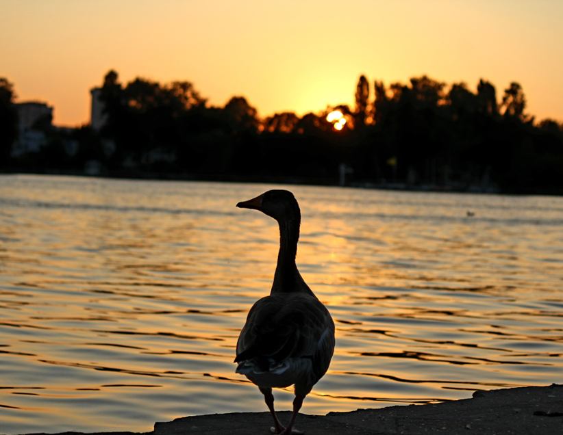 A seagull sitting on a shore.