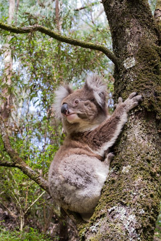 A Koala in Victoria, Australia.