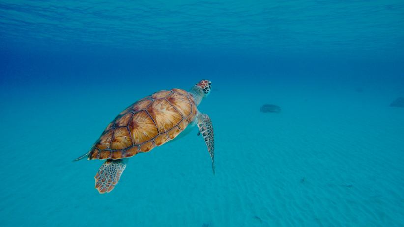 A tortoise in the ocean.