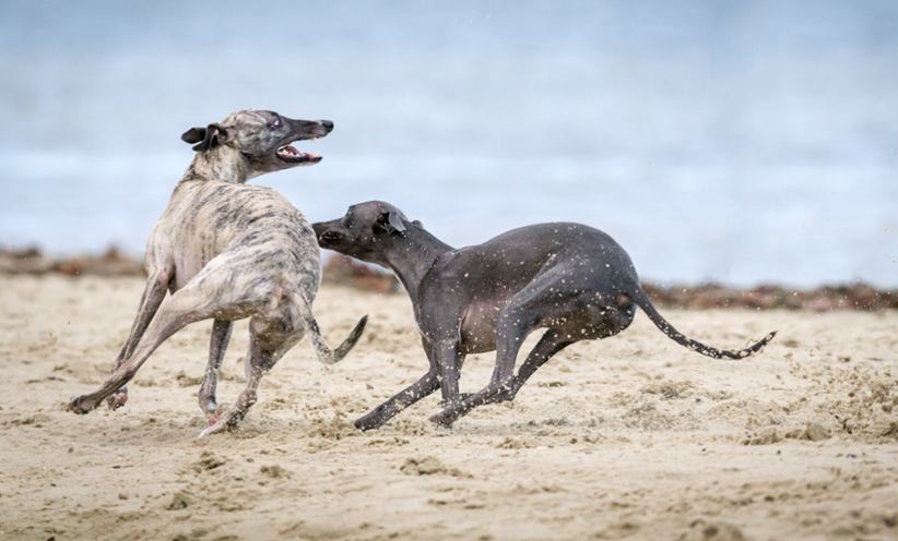 Two greyhounds chasing each other.