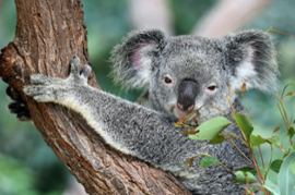 A Koala in Australia.