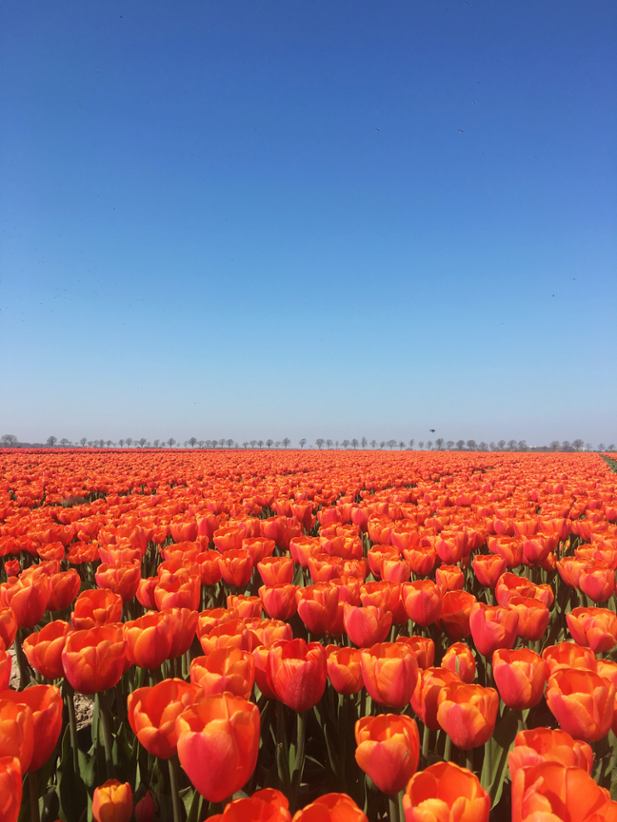Netherlands' flowers fields.