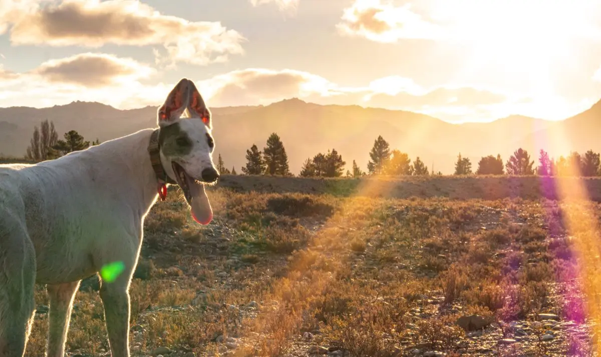 Greyhound dog in the morning.