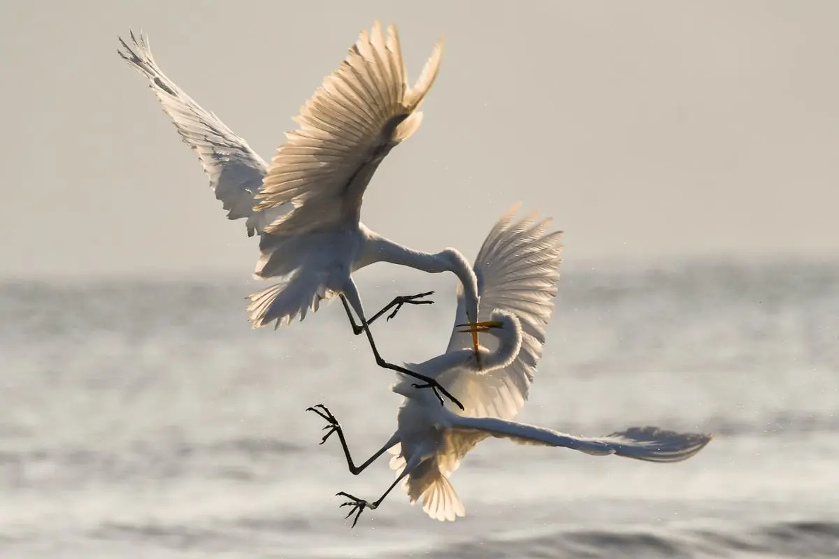 Two birds fighting.