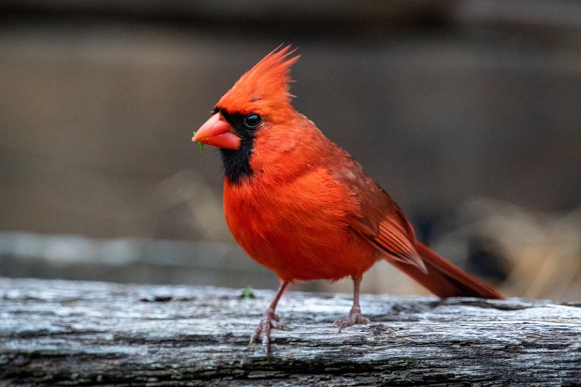 The Cardinal bird.