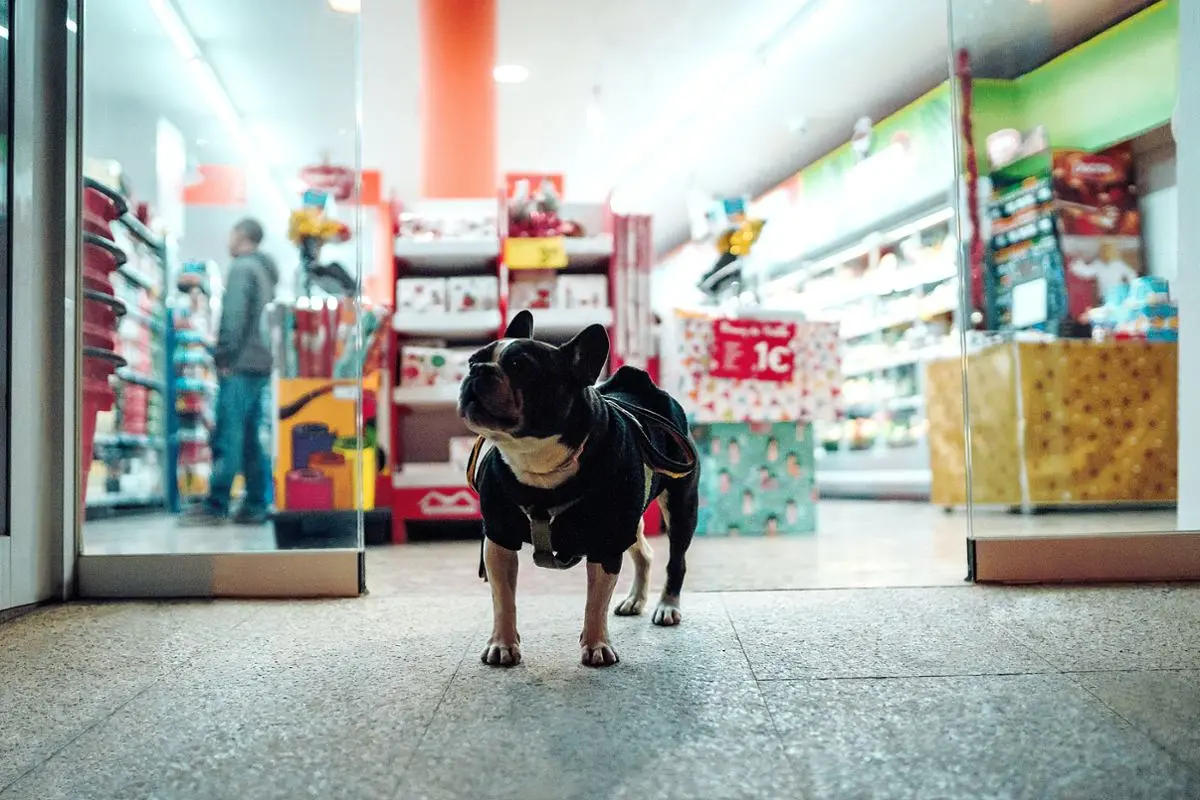 A pug dog in front of a supermarket with the doors opened.