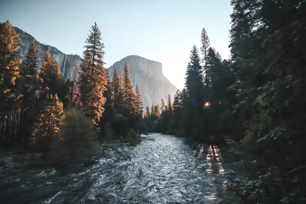 A river flowing through the forest.