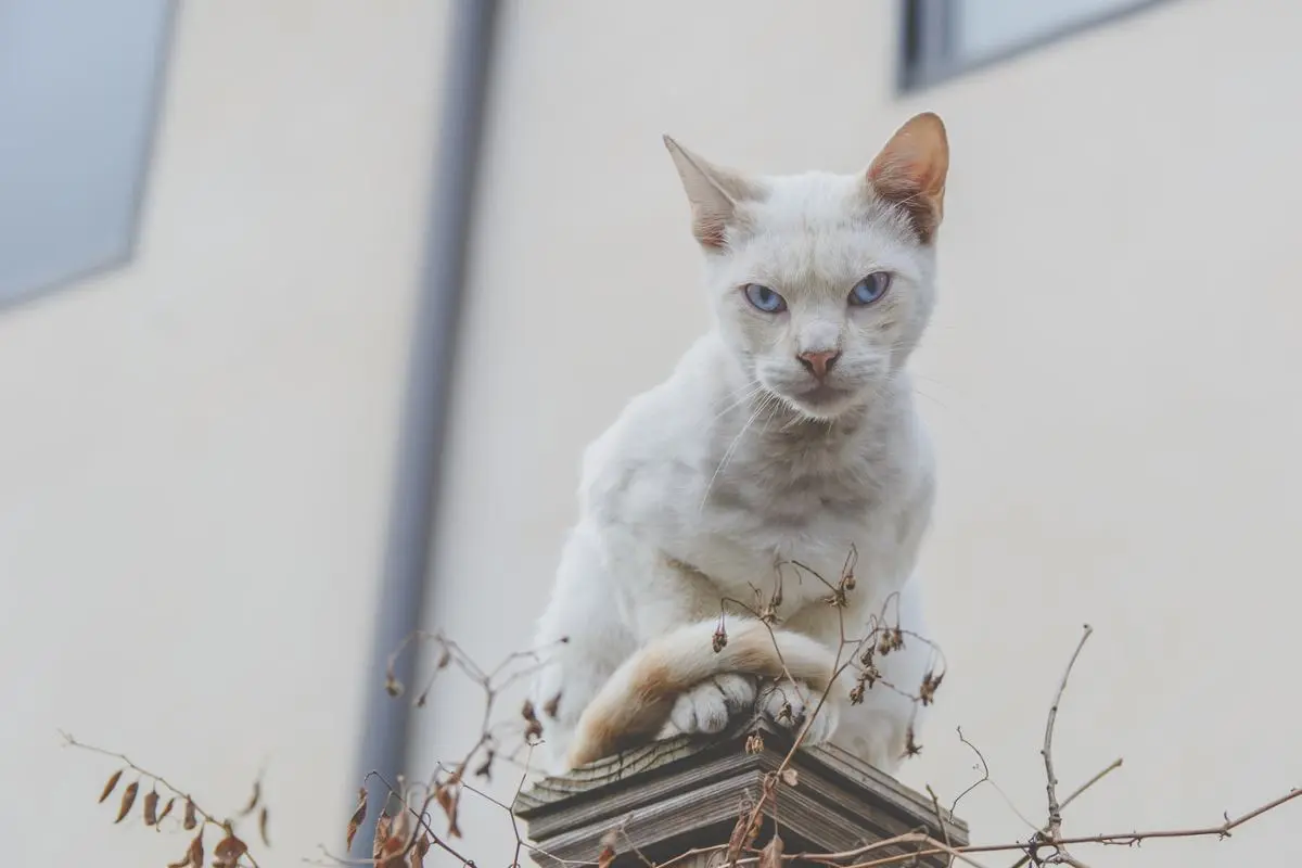 A cat looking reproachfully.