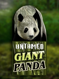 Untamed Giant Panda