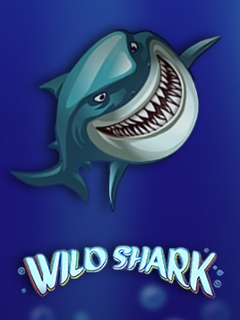 Wild Shark