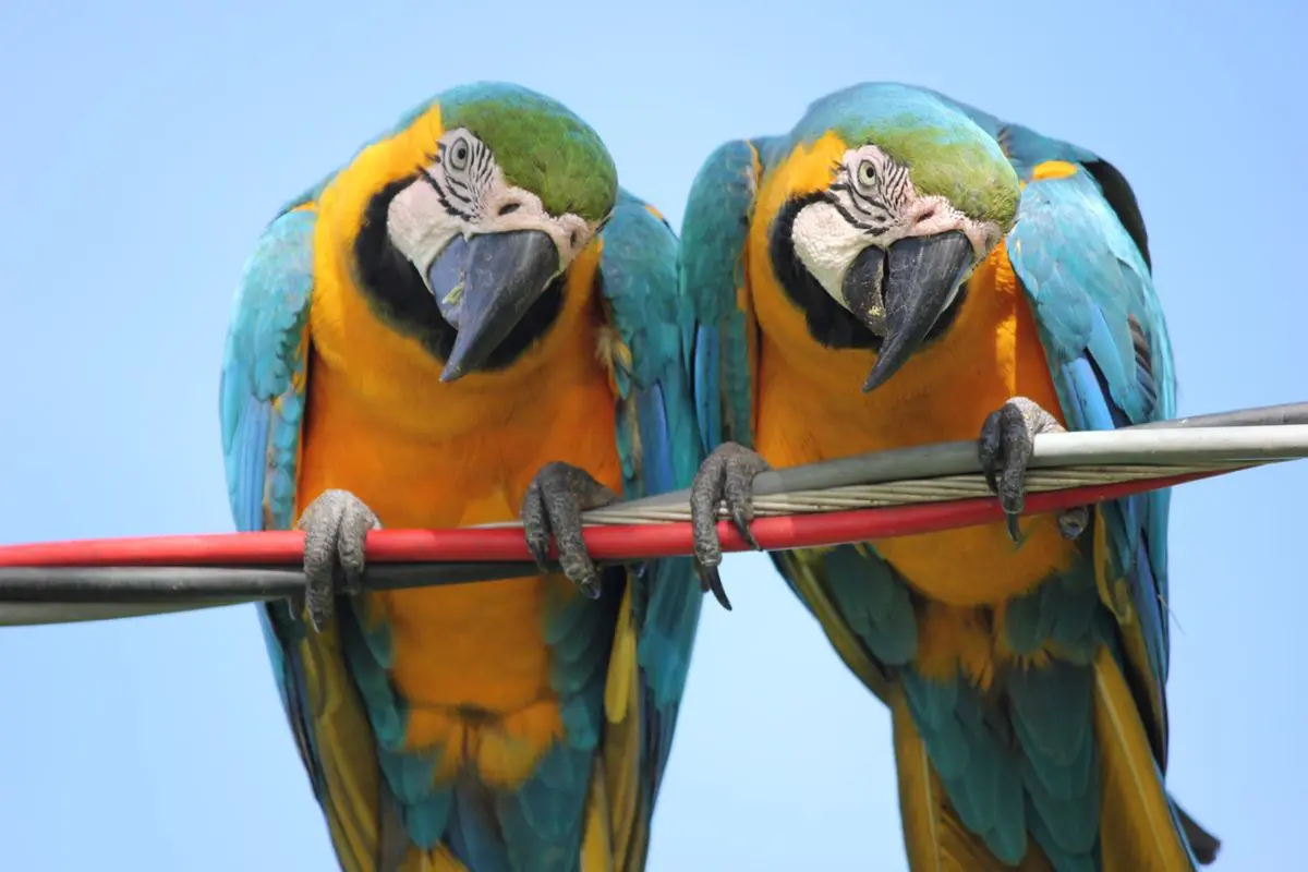 A pair of pairs sitting on a string.