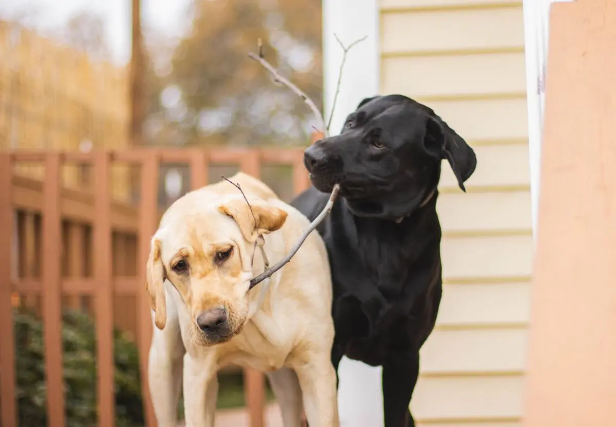 A tug of war between two doggos.