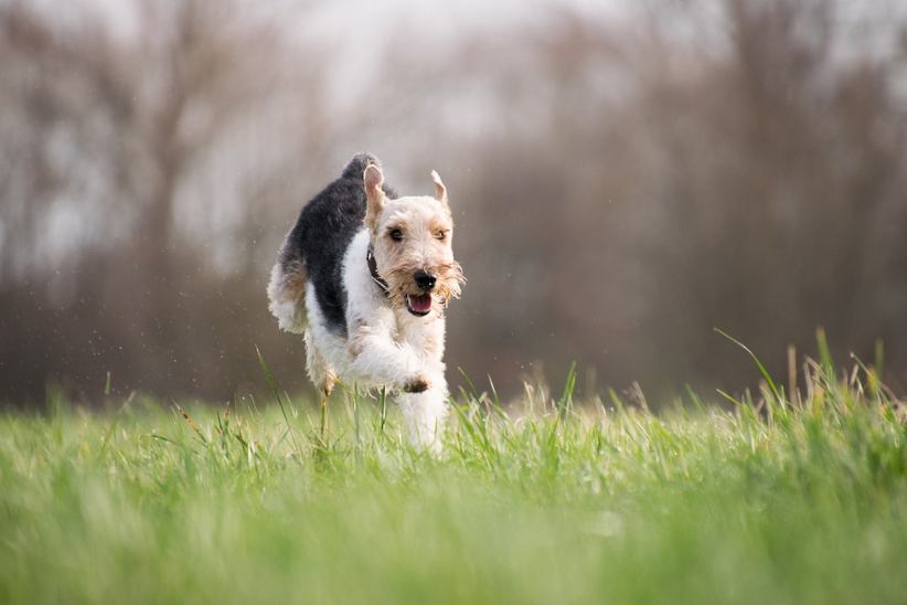 A dog running towards someone.