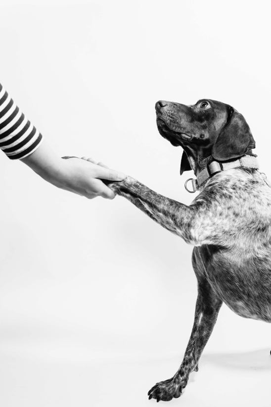 A dog offering a paw to a human master.