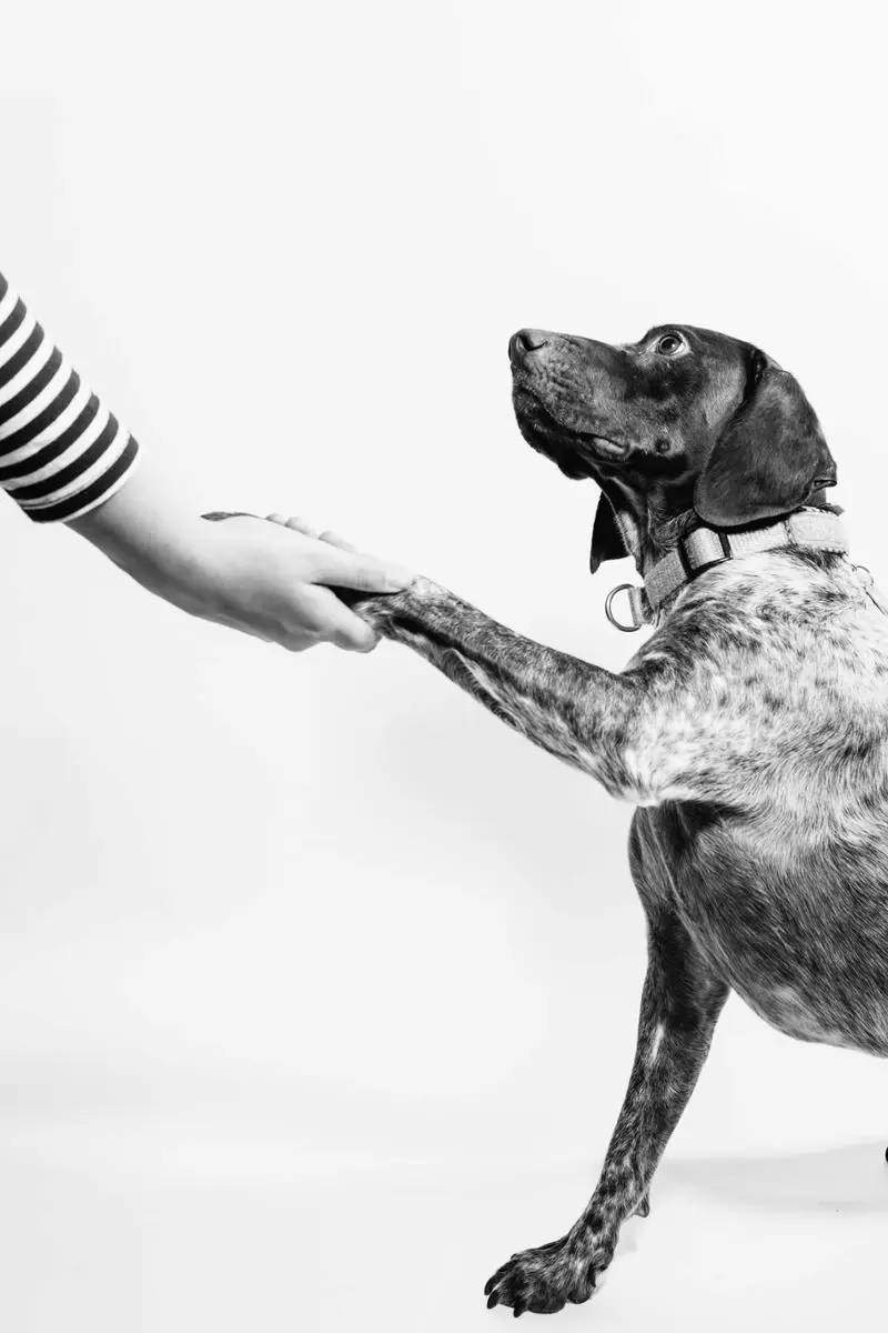 A dog offering a paw to a human master.