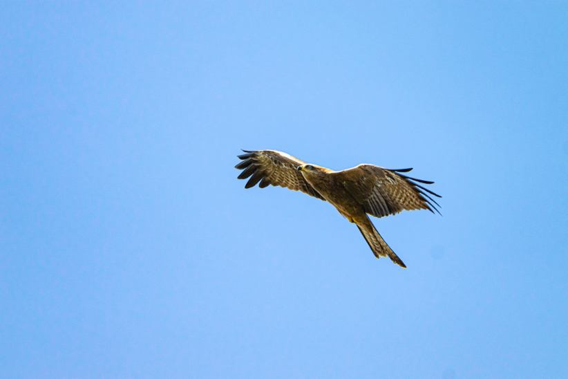 An eagle soaring through the skies.