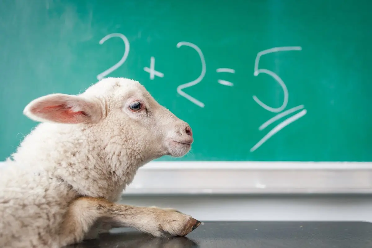 A baby sheep.