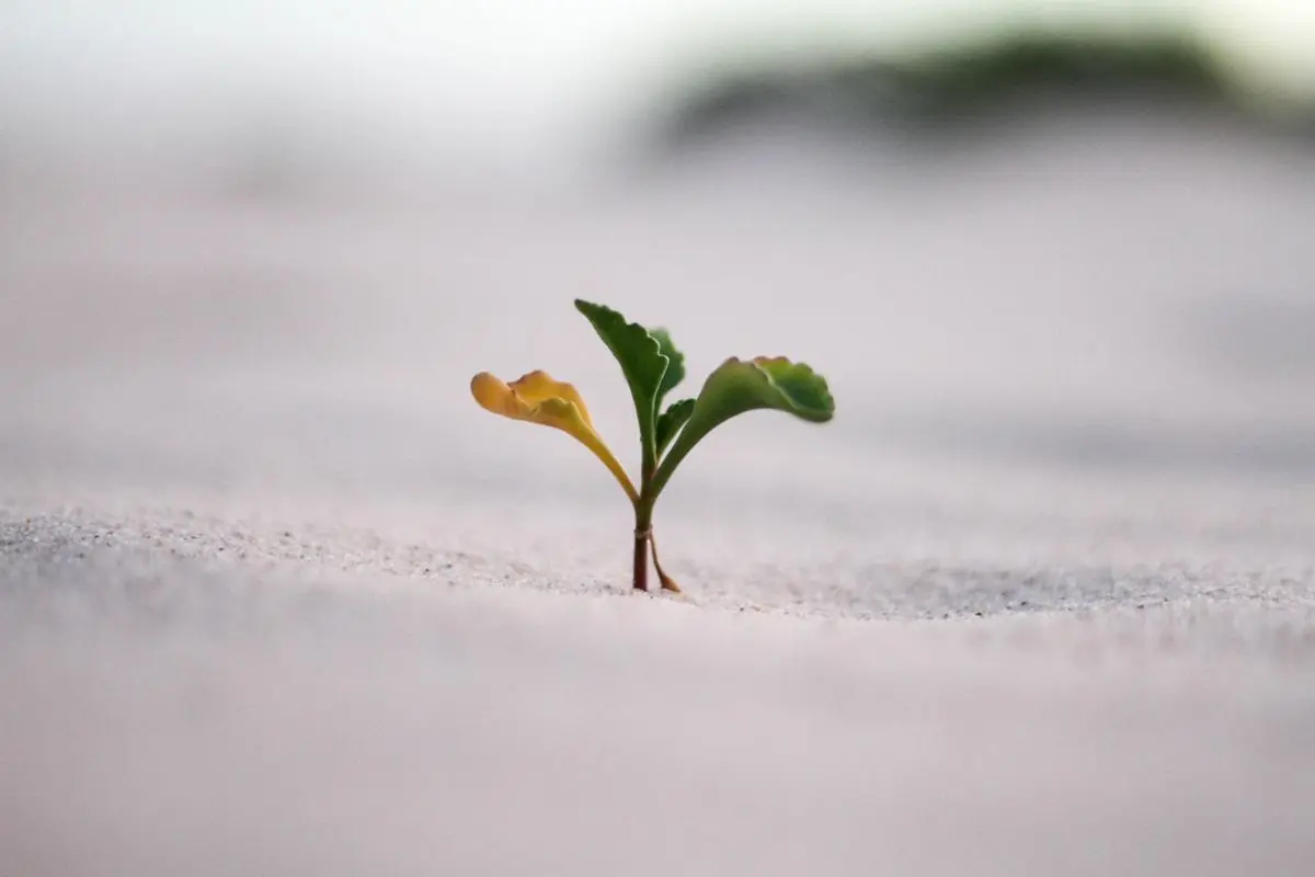 A plant growing from soil.