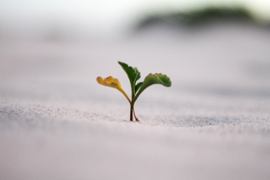 A plant growing from soil.