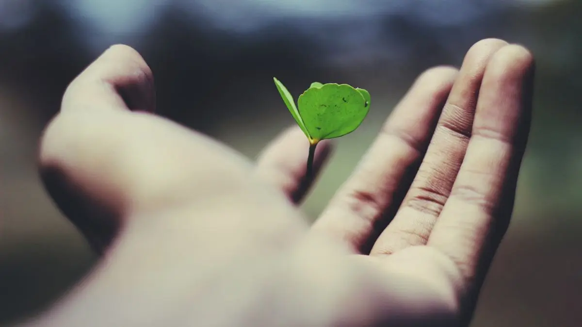 A plant growing out of a person's hand.