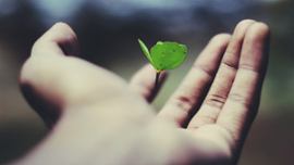 A plant growing out of a person's hand.