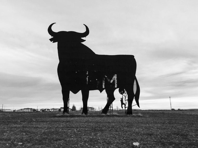 A bull in black.