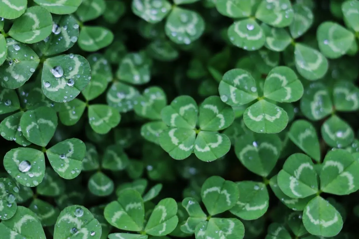 Irish clovers.