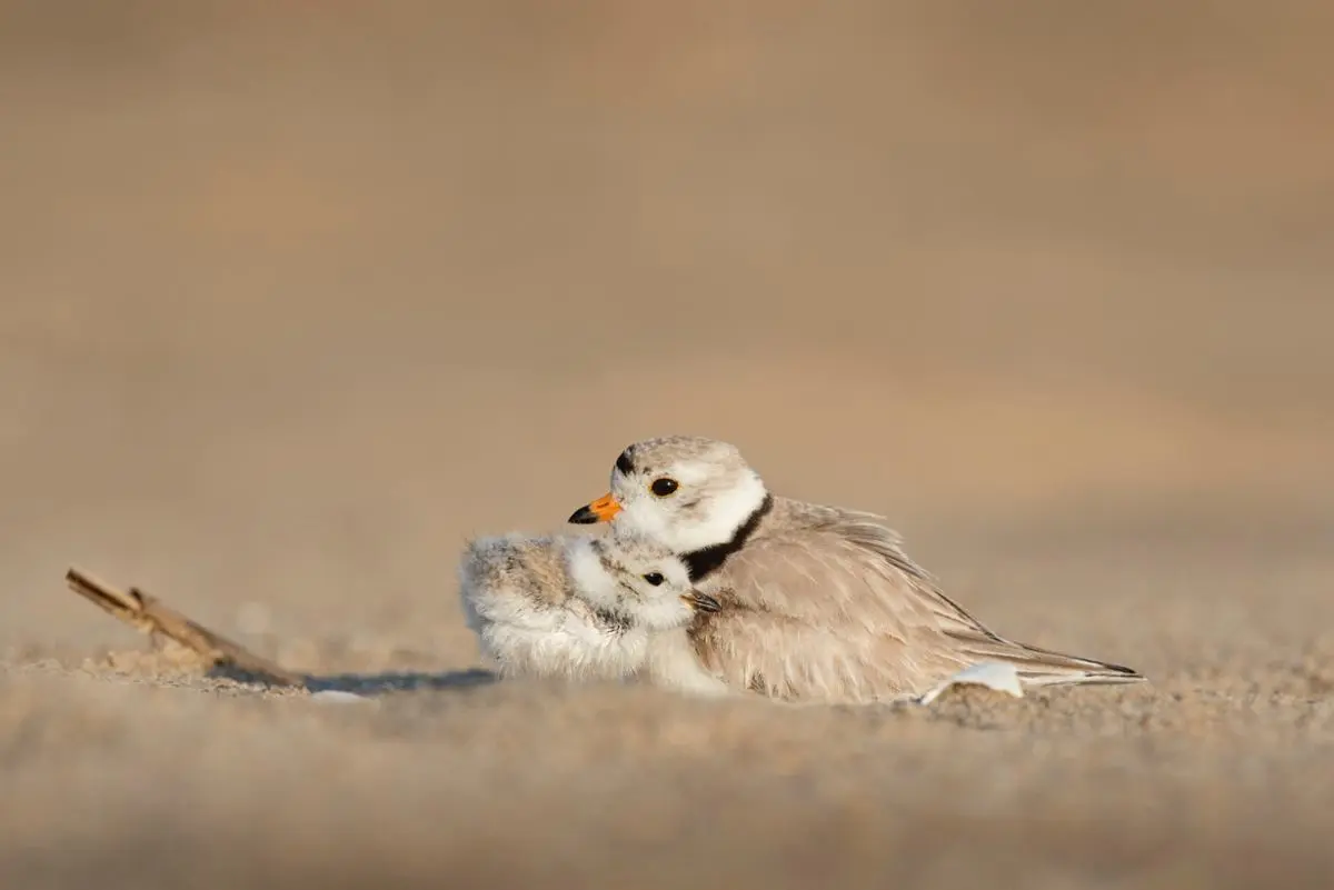 Mother protecting its child.