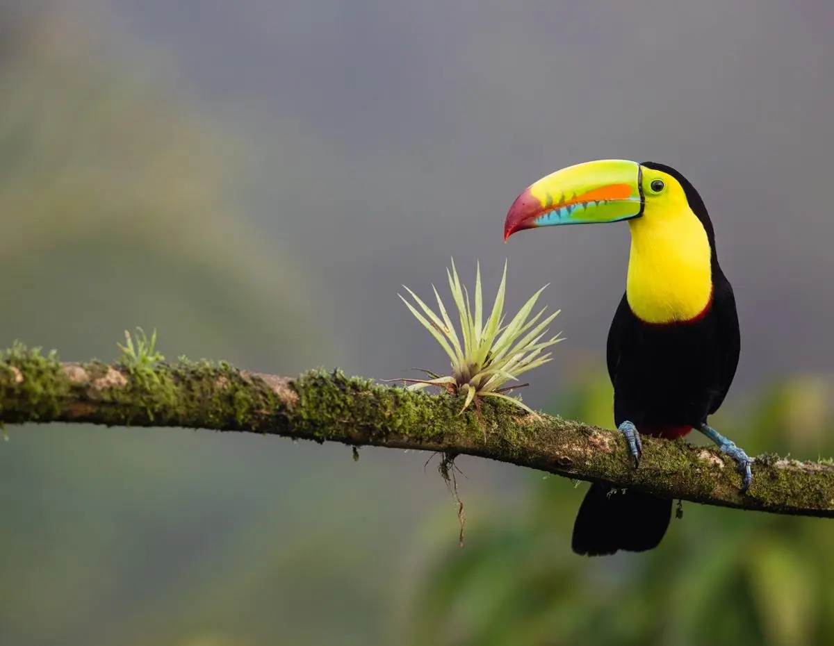 A colorful-beaked bird.