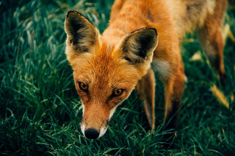 A fox looking slily. 